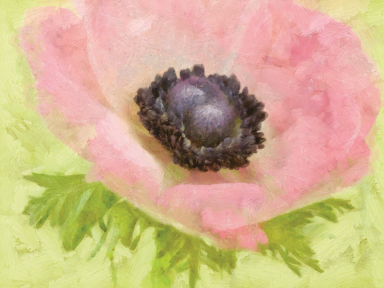 Anemone Pink and Lime