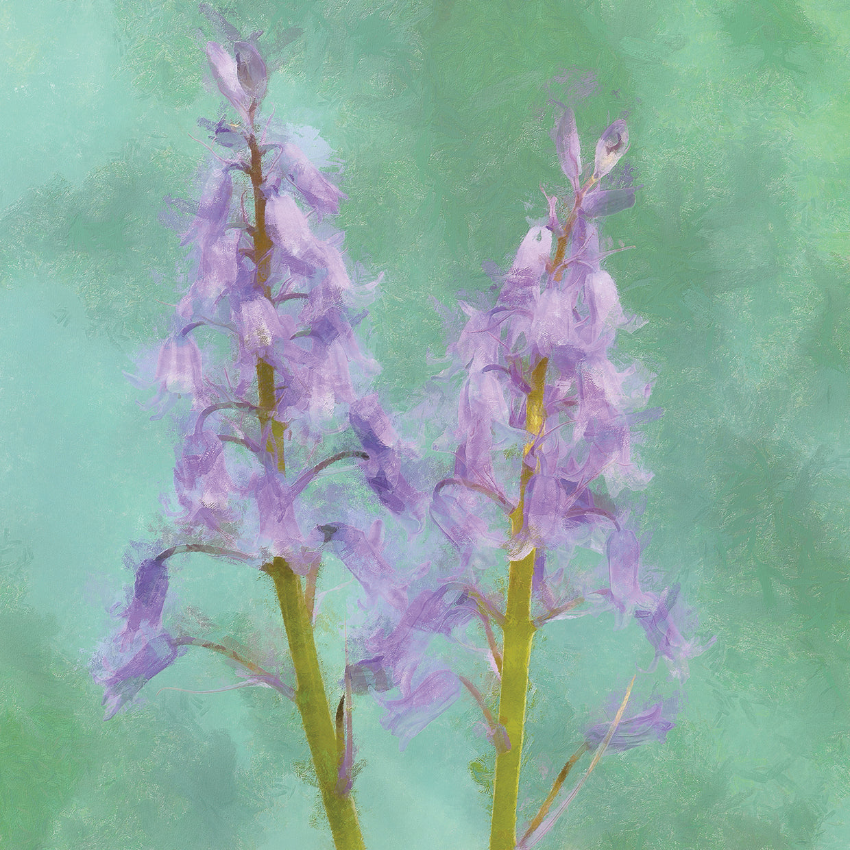 Blue Bells