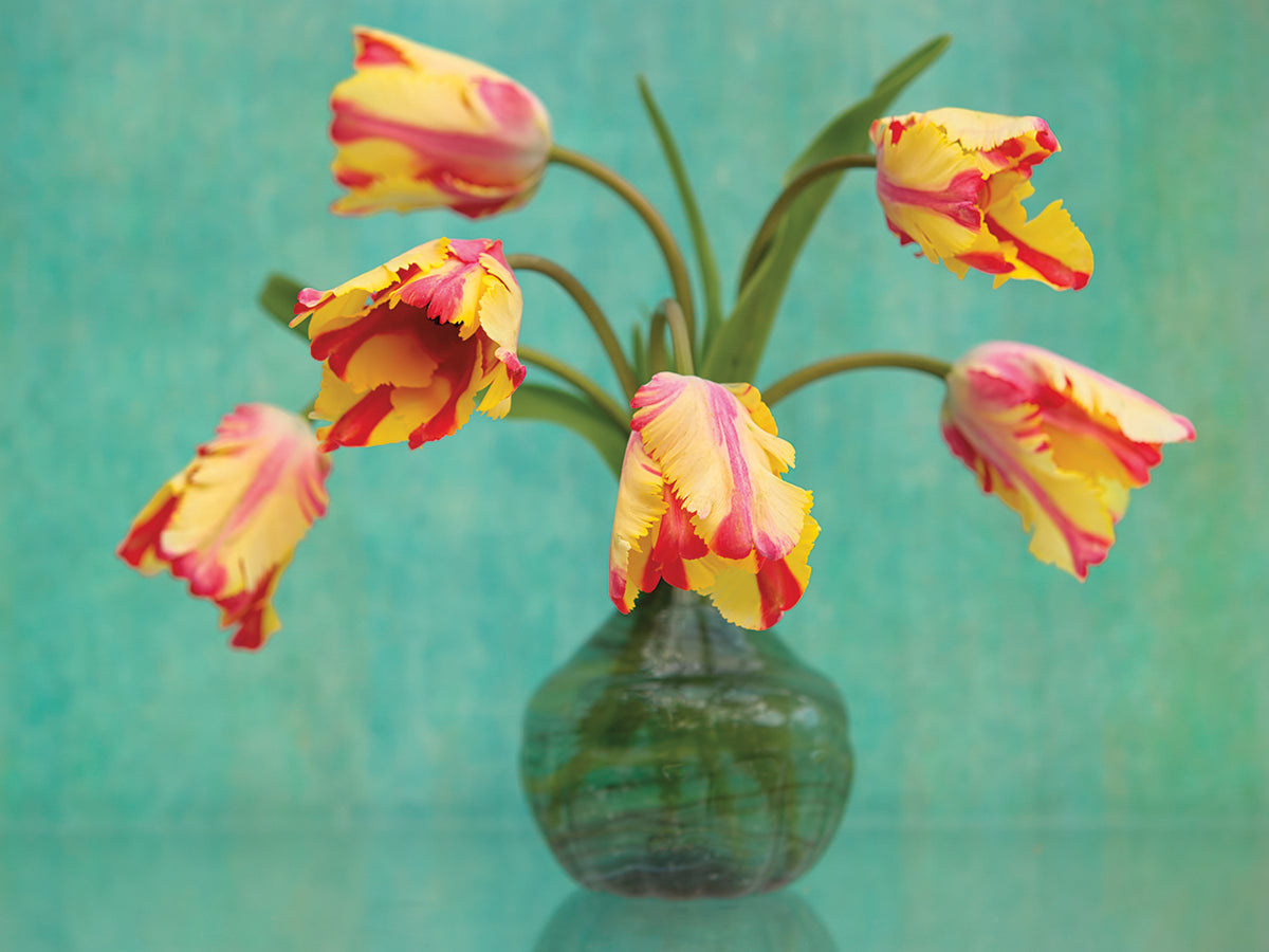 Rembrandt Tulips