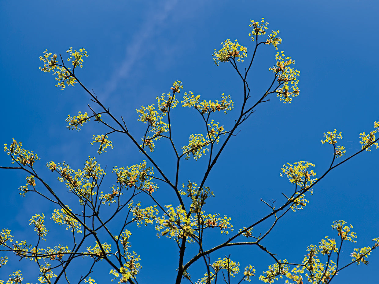 Maple Flowers