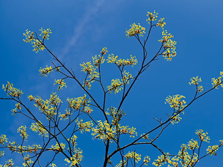 Arte de la lona de flores de arce