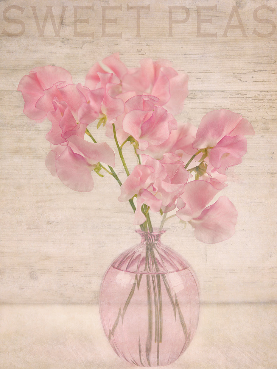 Pink Sweet Peas