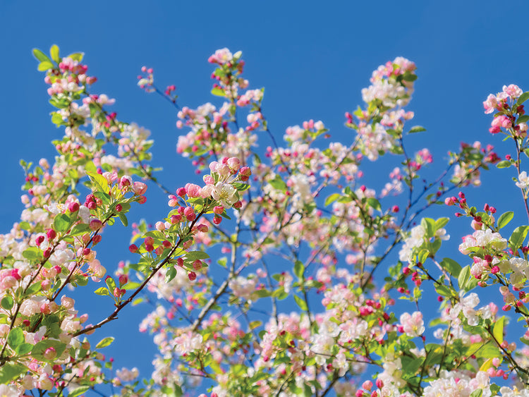 Spring Apple Blossom