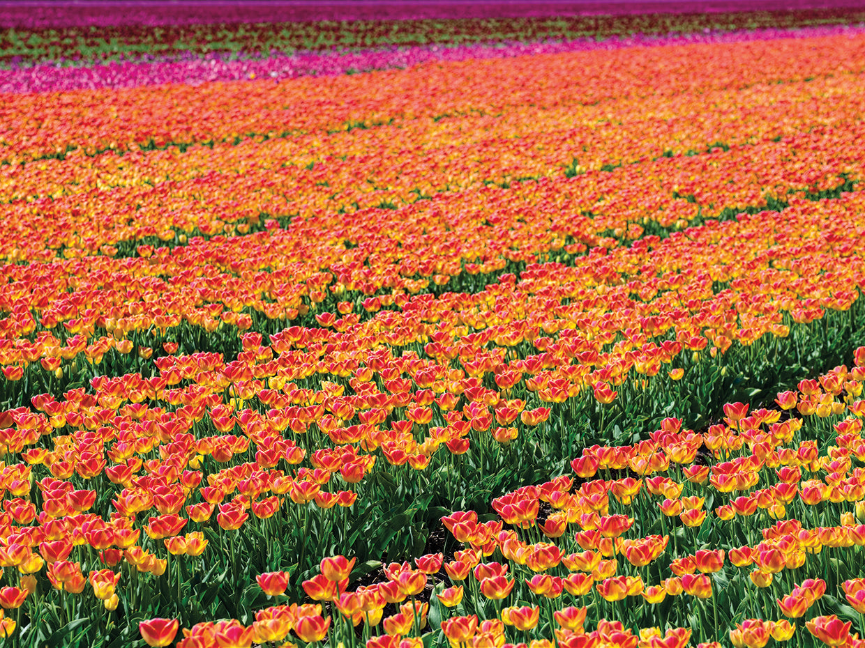 Tulip Field Orange