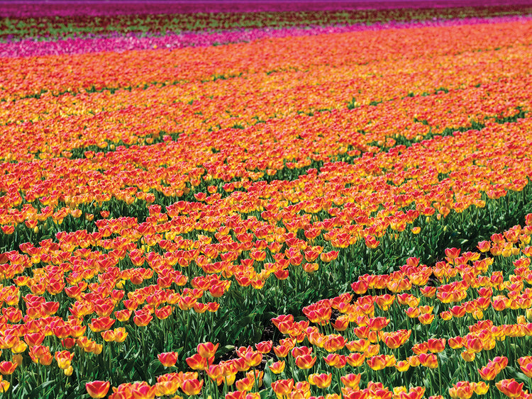 Tulip Field Orange