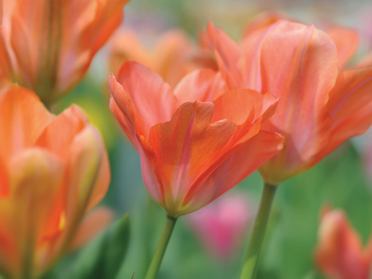 Tulip Flower Orange Wings