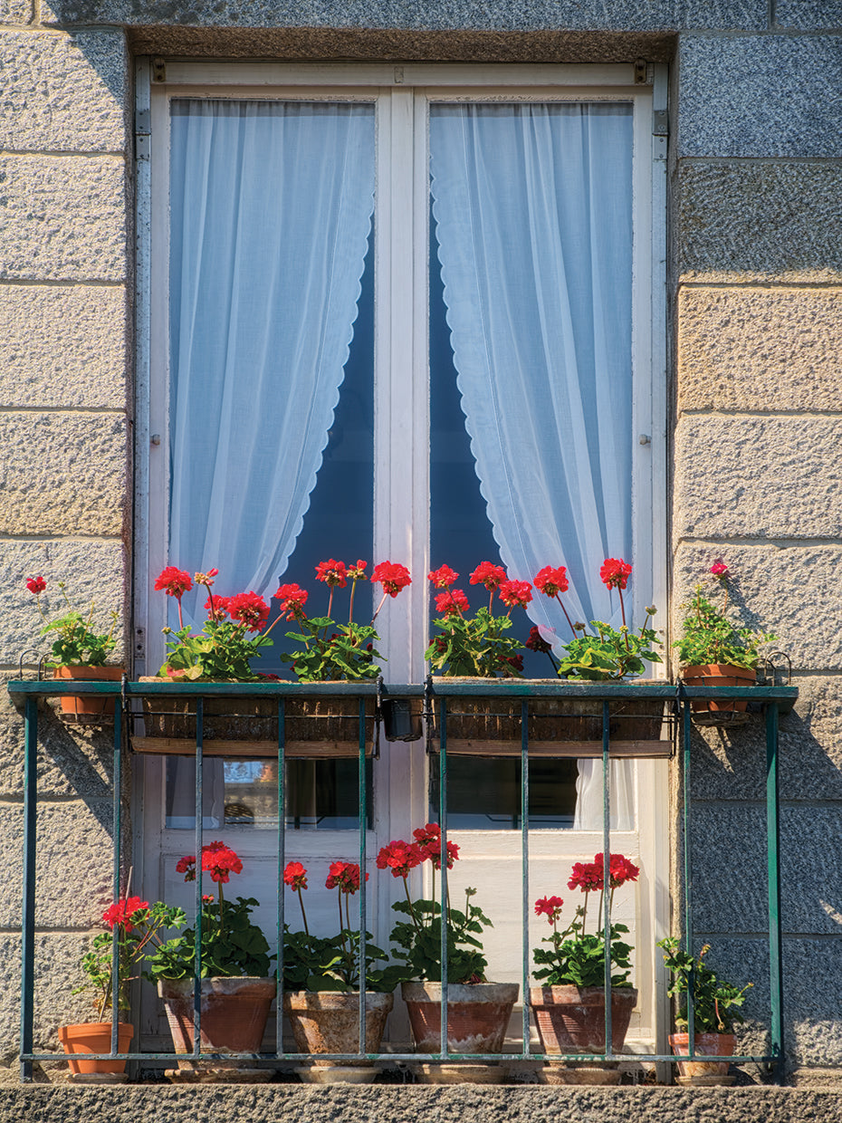 Window With Red Geraniums