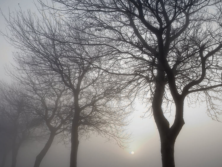 Hazy Dawn with Tree Tree Silhouettes B&W