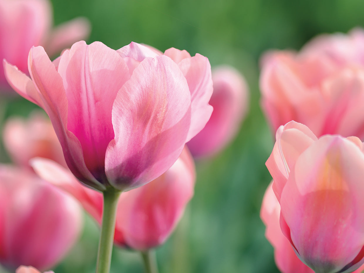 Pink Tulips
