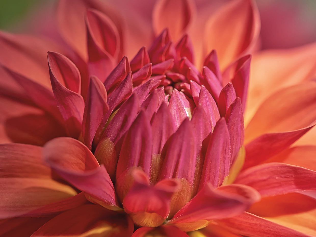 Red Dahlia