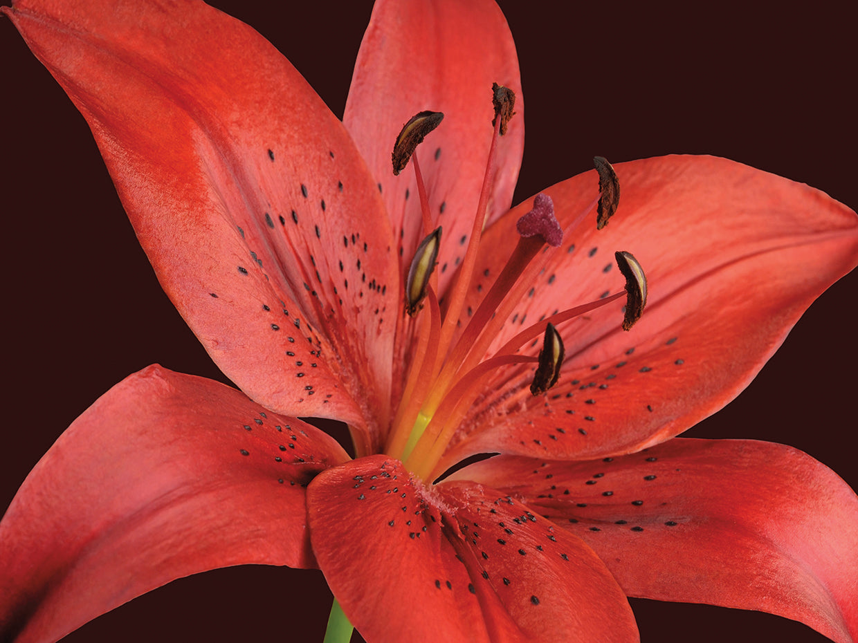 Red Lily