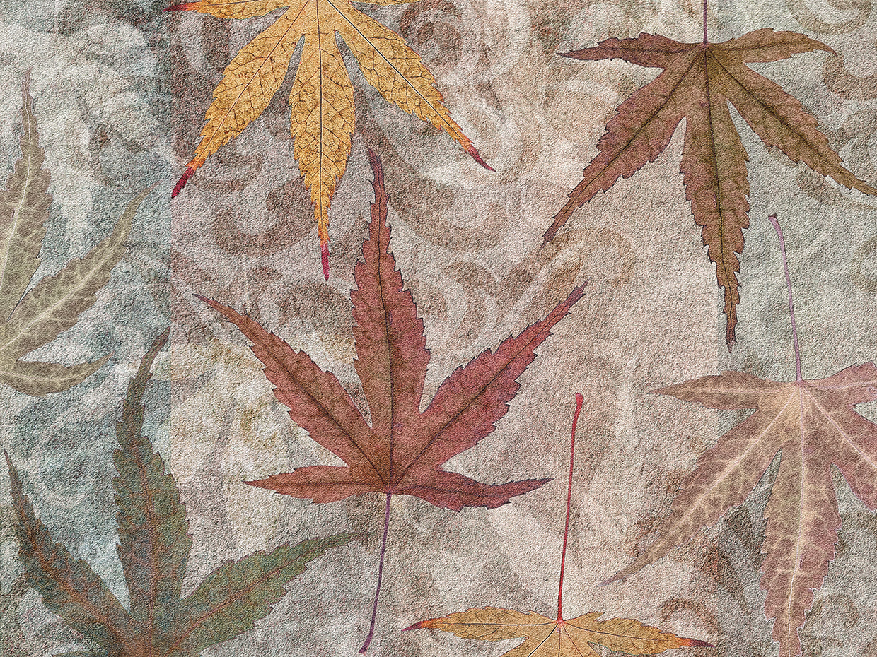 Autumn Leaves Maple
