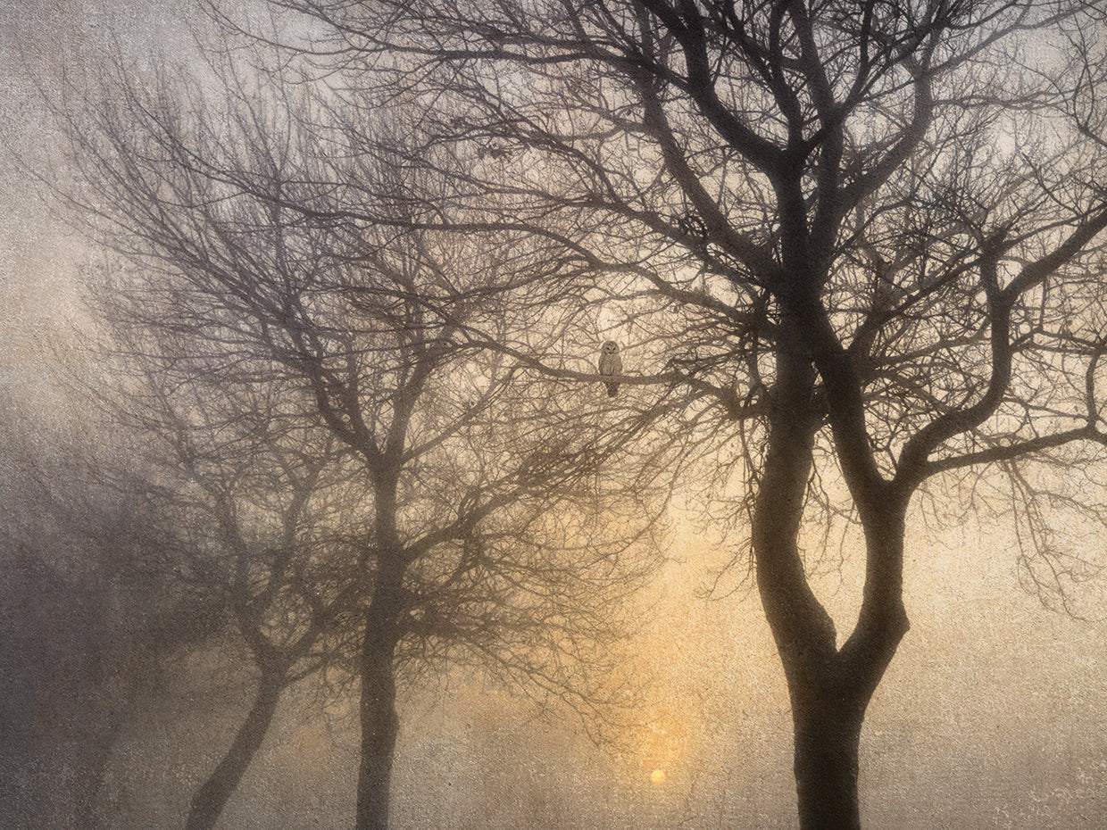 Mystic Trees with Owl