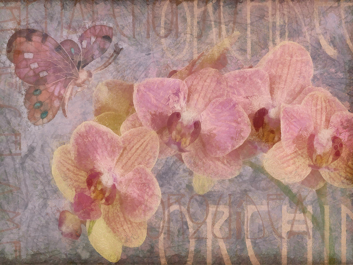 Orchid II