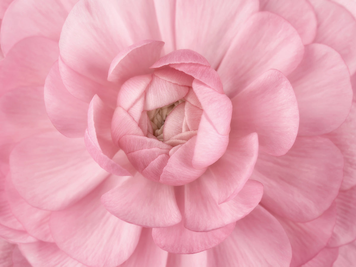 Pink Flower Petals