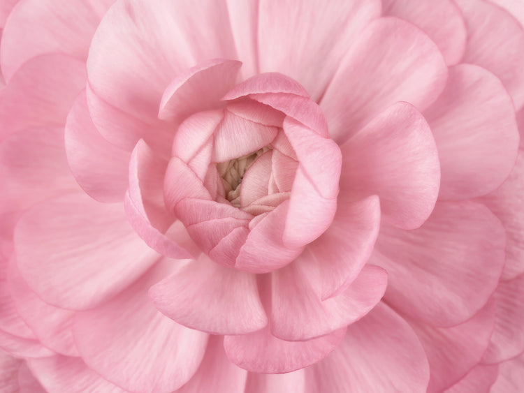 Arte de la lona de los pétalos de flor rosa