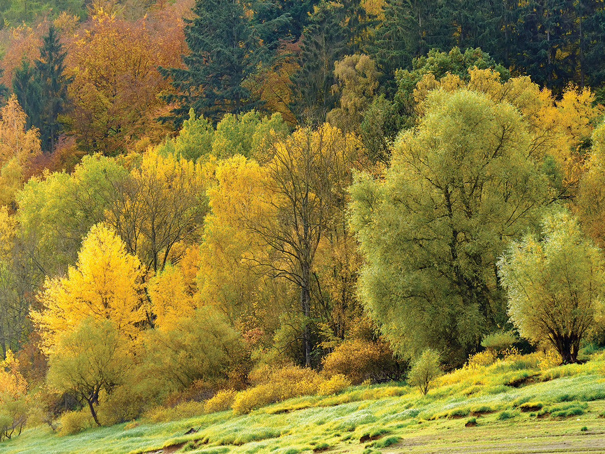 Autumn Trees