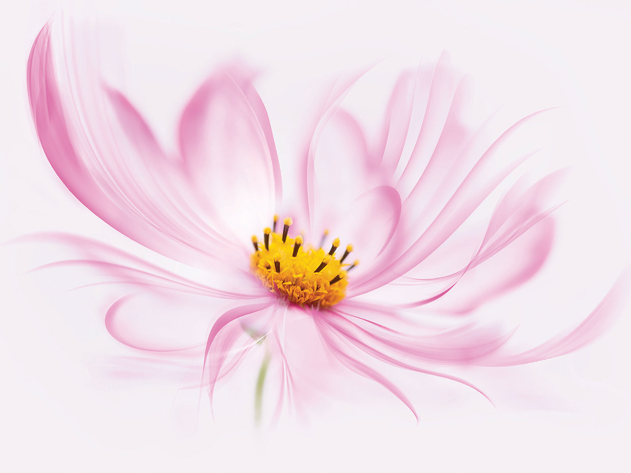 Dancing Flower Cosmos