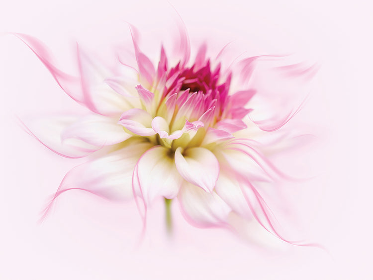 Arte de la lona de la dalia de la flor del baile