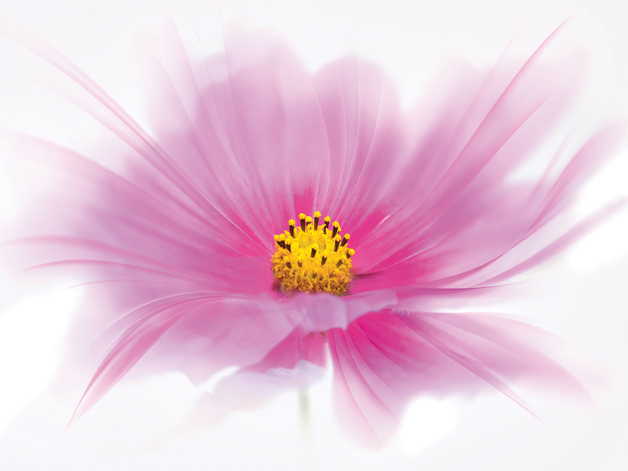 Dancing Flower Deep Pink Cosmos
