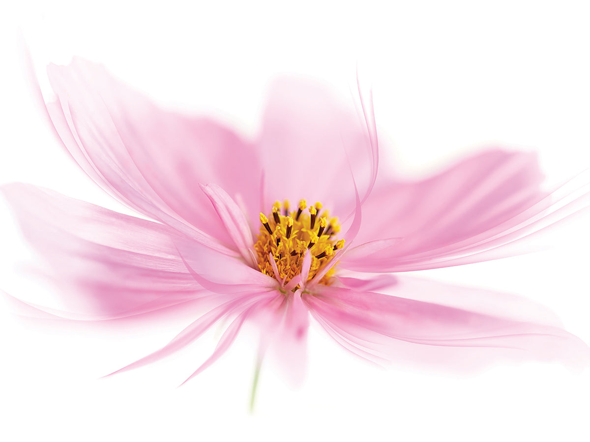 Dancing Flower Pink Cosmos