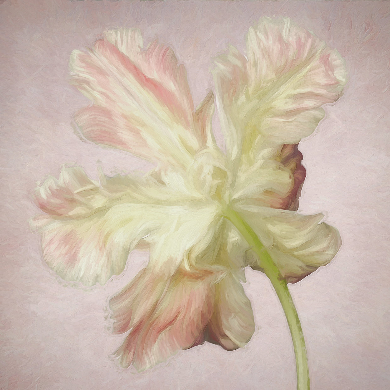 Pintura rosada del tulipán del loro II Arte de la lona