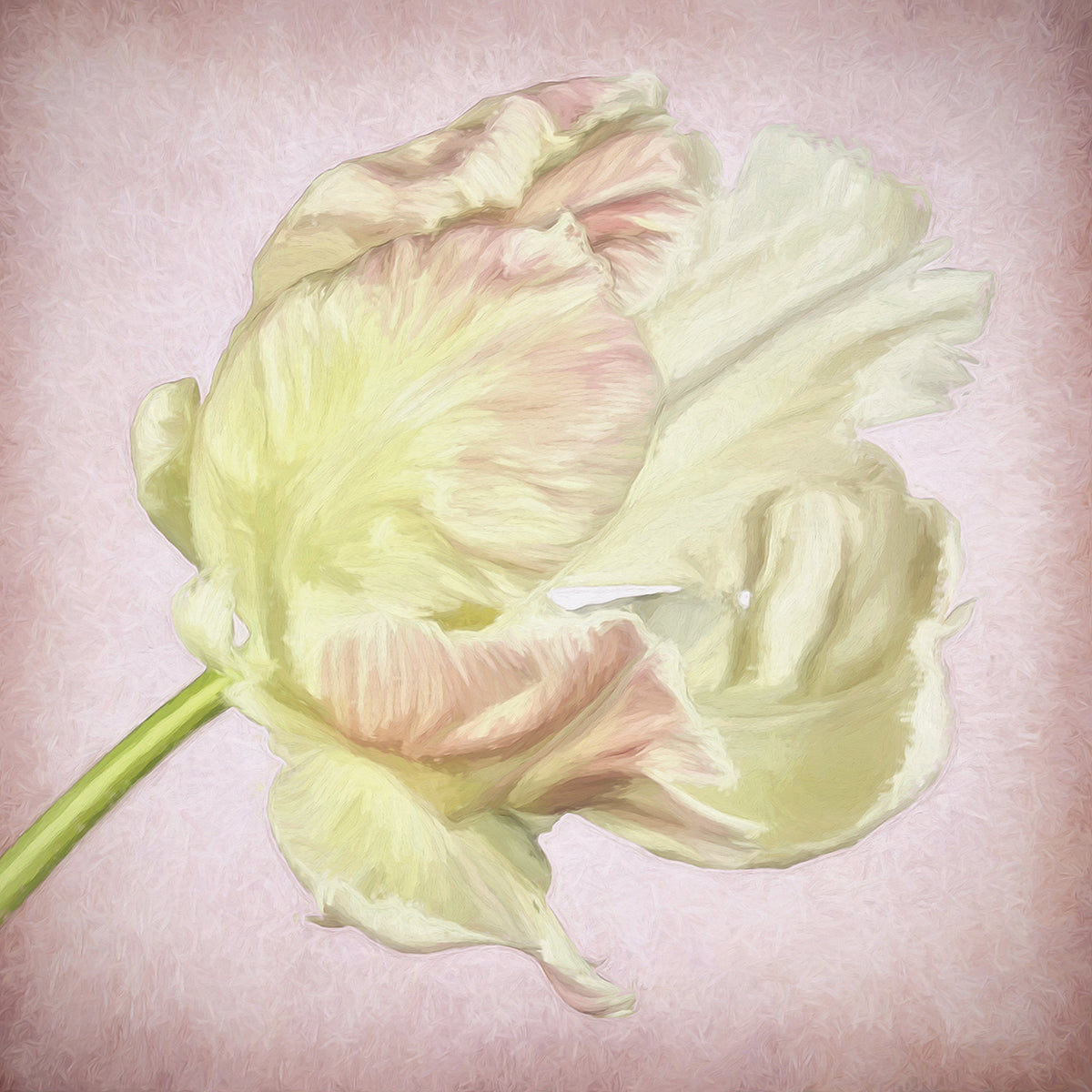 Pink Parrot Tulip Painting III