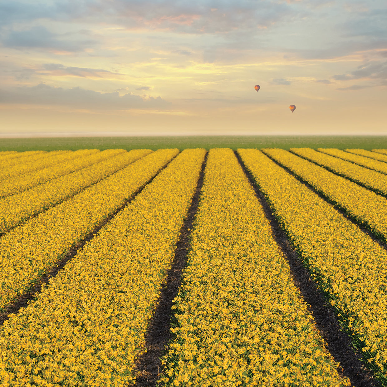 Arte de la lona de los campos del narciso
