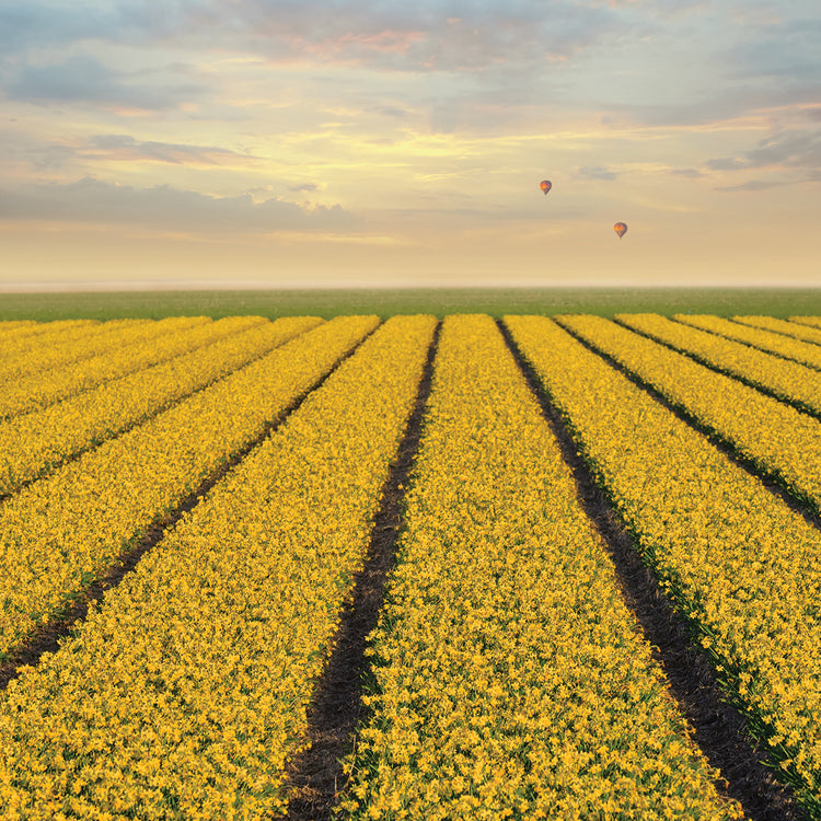 Arte de la lona de los campos del narciso