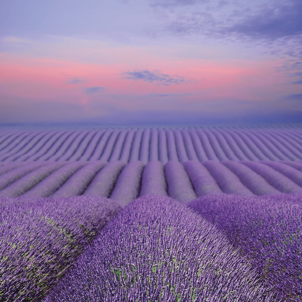 Lavender Field at Dusk