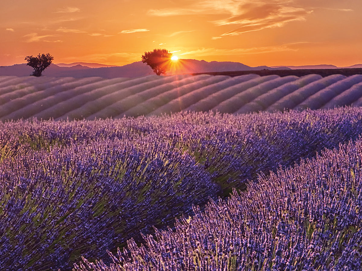 Lavender Field at Sunset