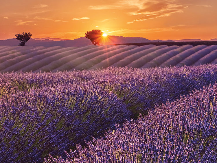 Campo de lavanda al atardecer Cuadro en lienzo
