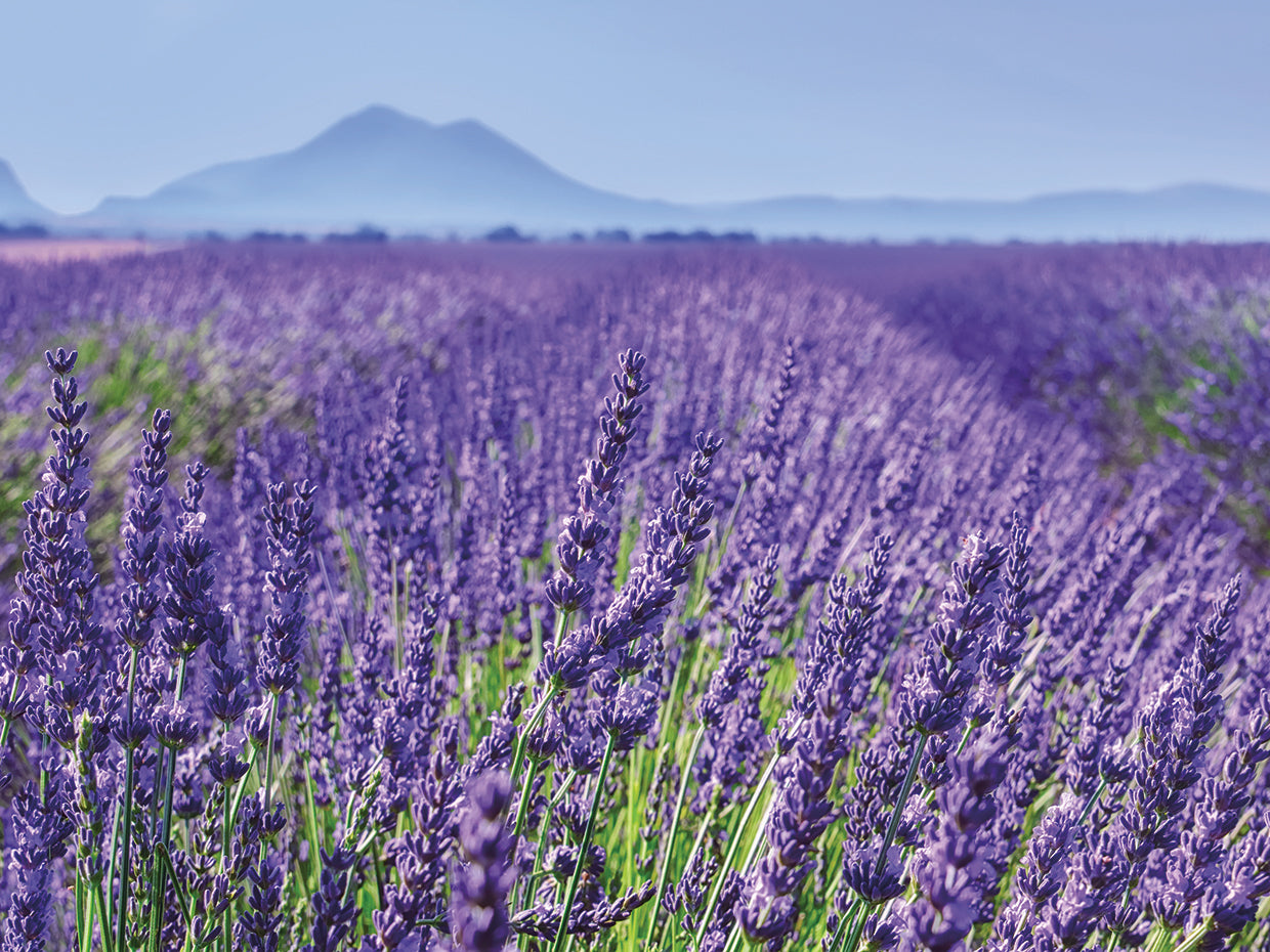 Lavender Field Close Up