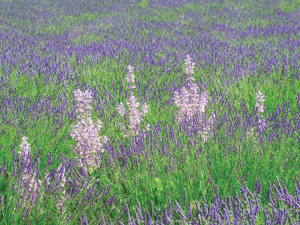 Lavender Fields with Clary Sage