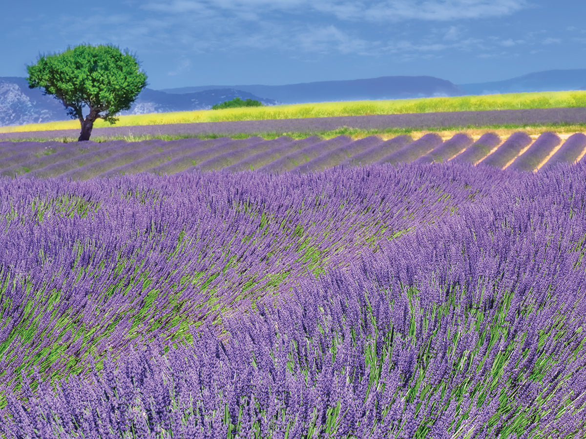 Lavender Fields with Tree