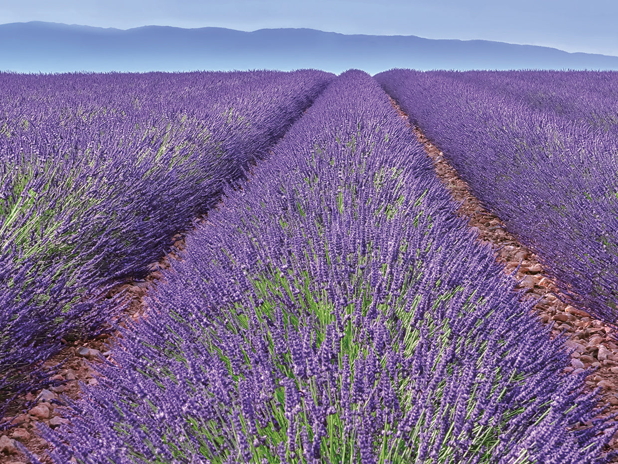 Lavender Rows
