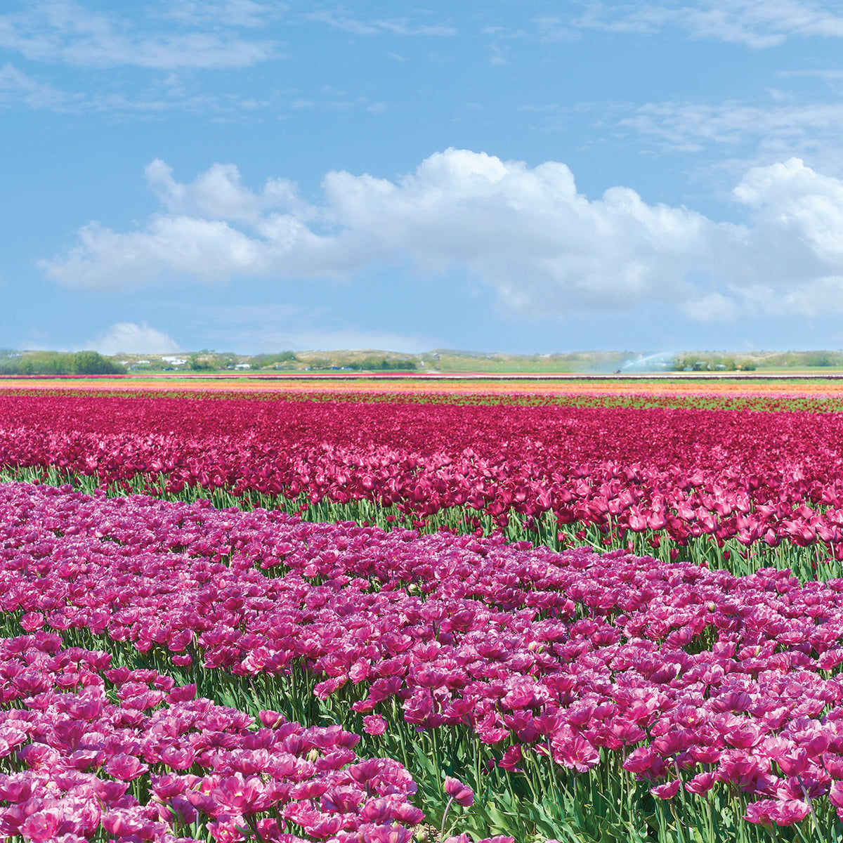 Violet Tulip Fields