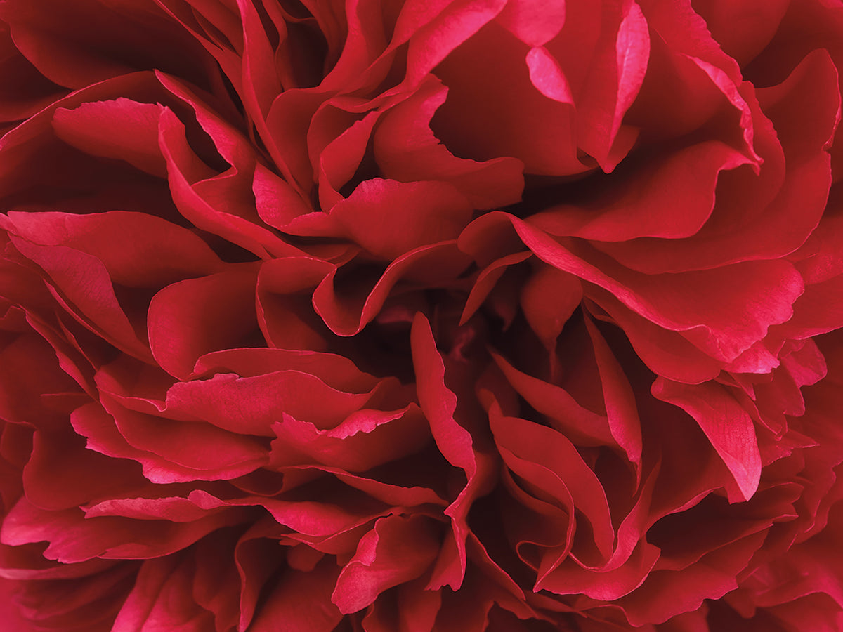 Carmine Red Peony Flower
