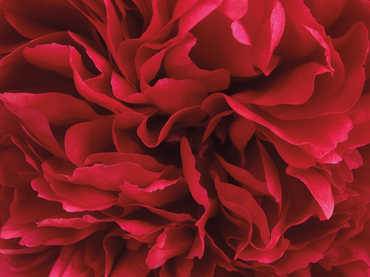 Arte de lienzo de flor de peonía roja carmín