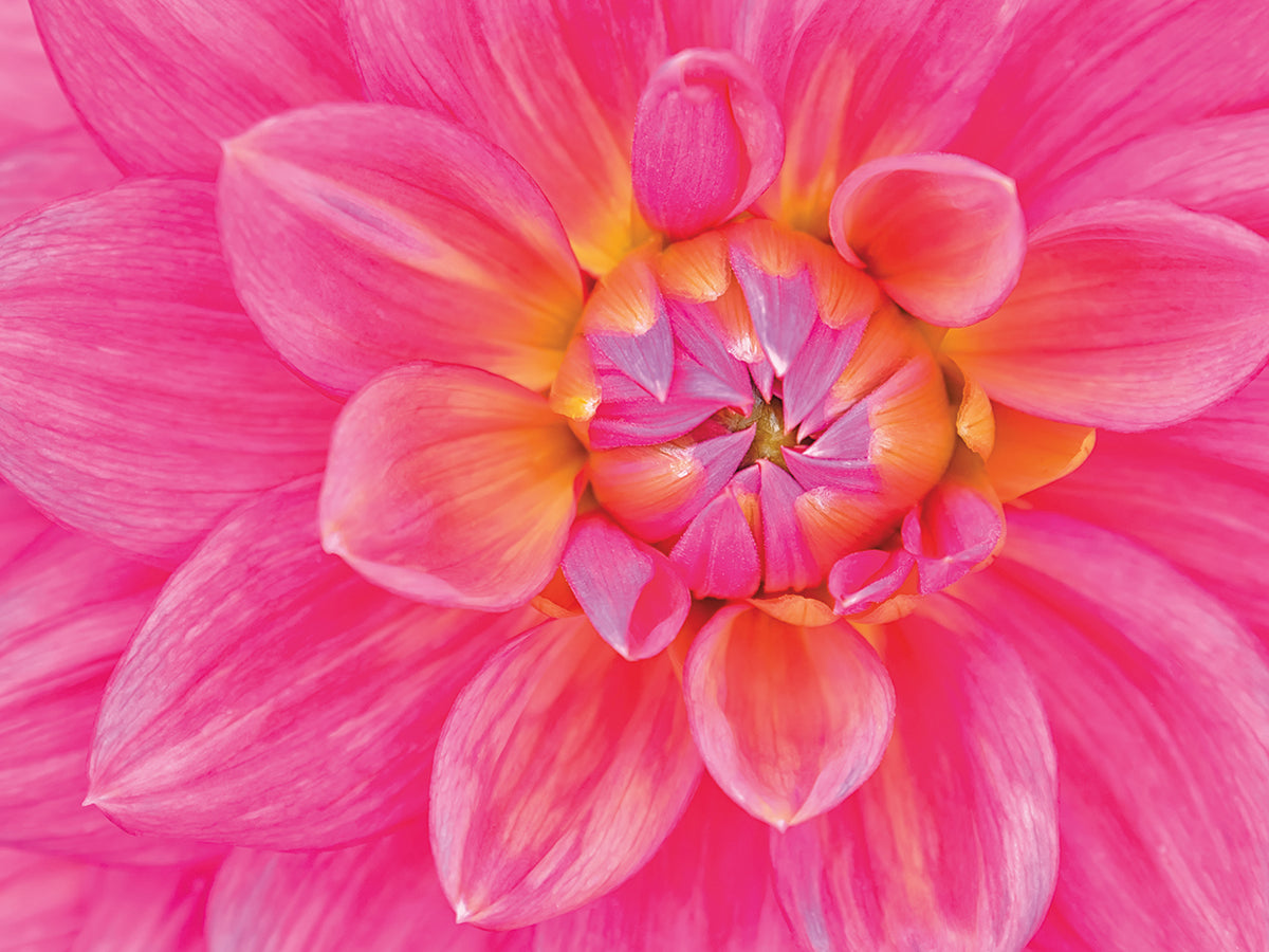 Cerise-Pink Dahlia Flower