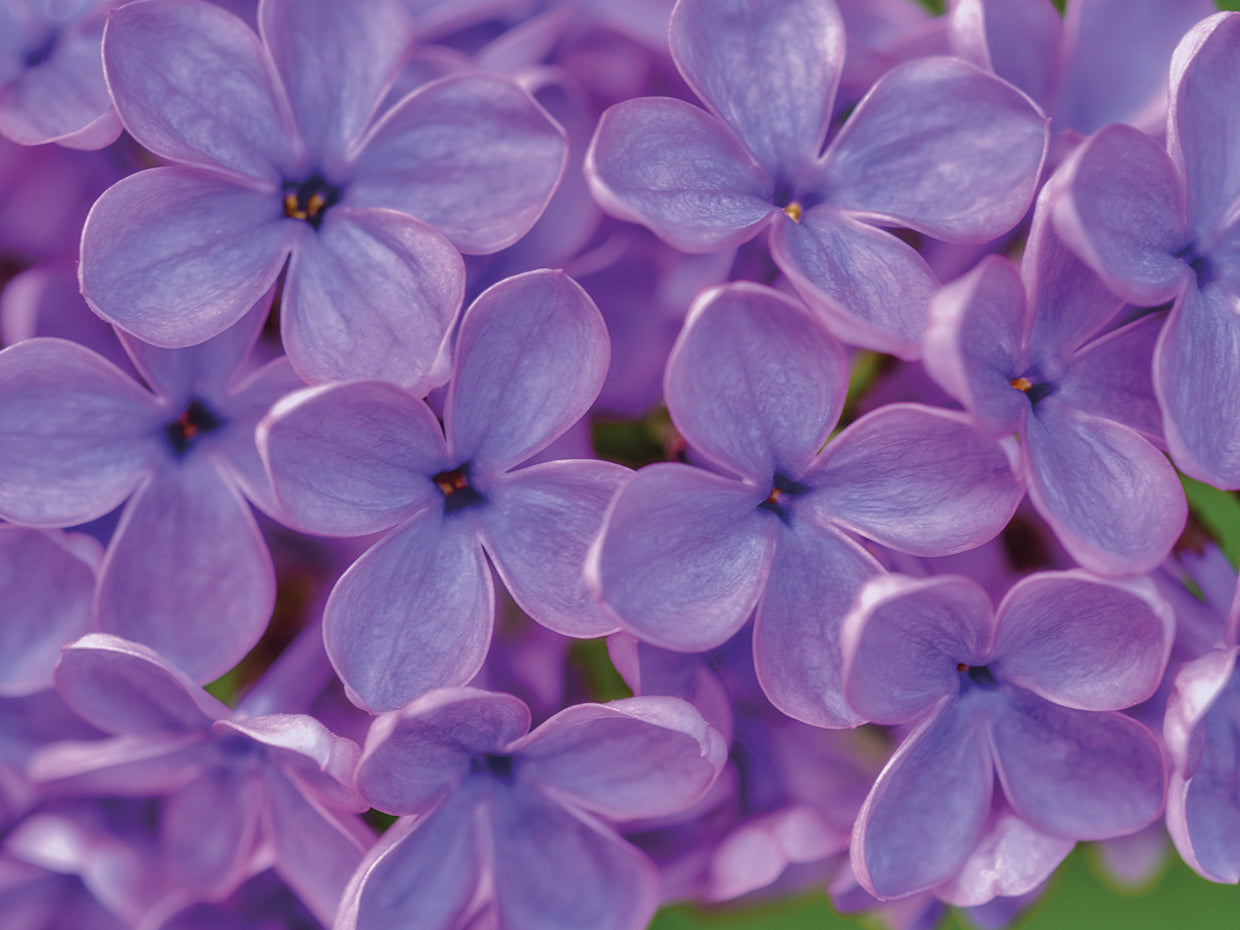 Lilac Flower