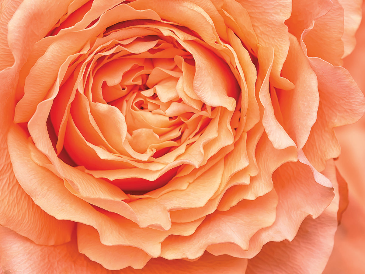 Orange Rose Close Up