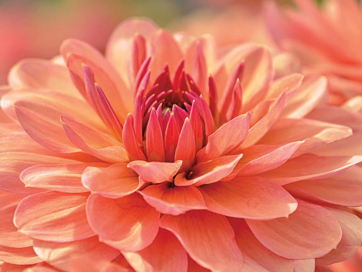 Peach Colored Dahlia Flower