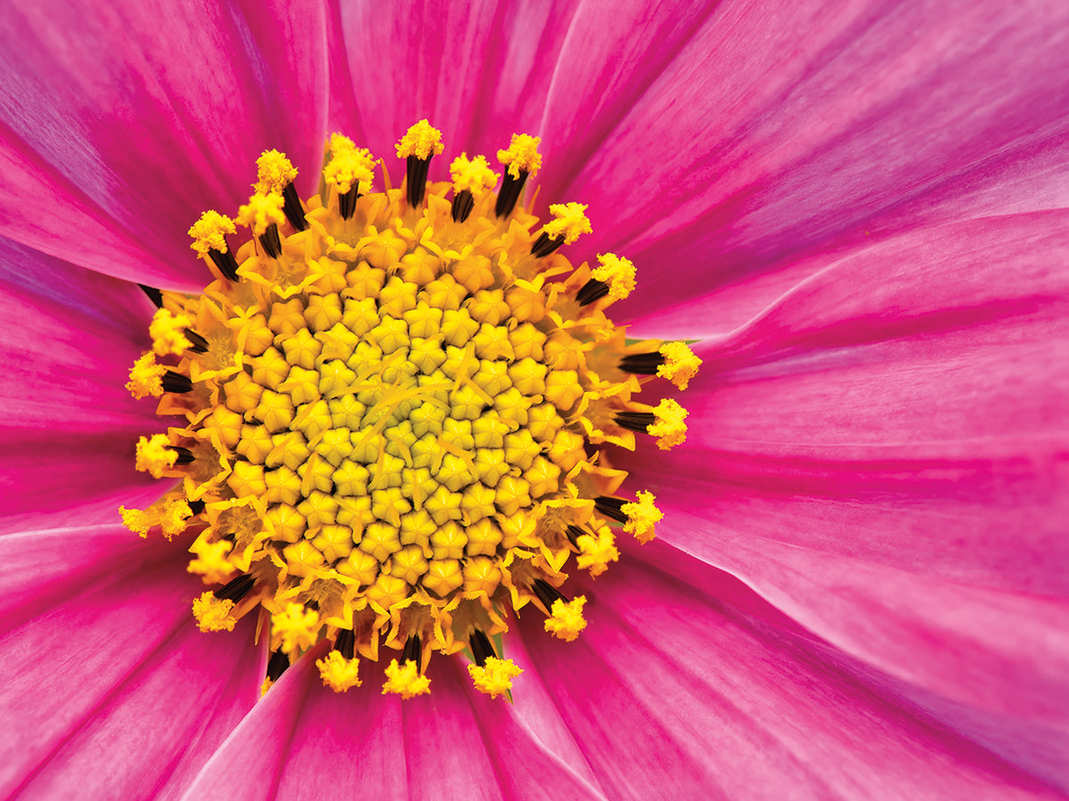 Pink And Yellow Cosmos Flower