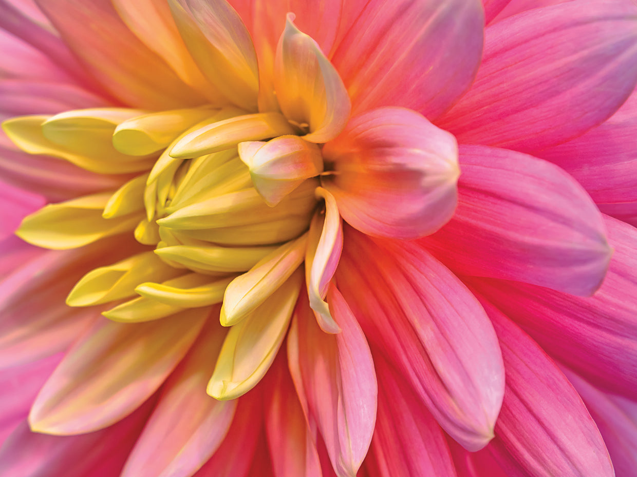 Pink And Yellow Dahlia Flower