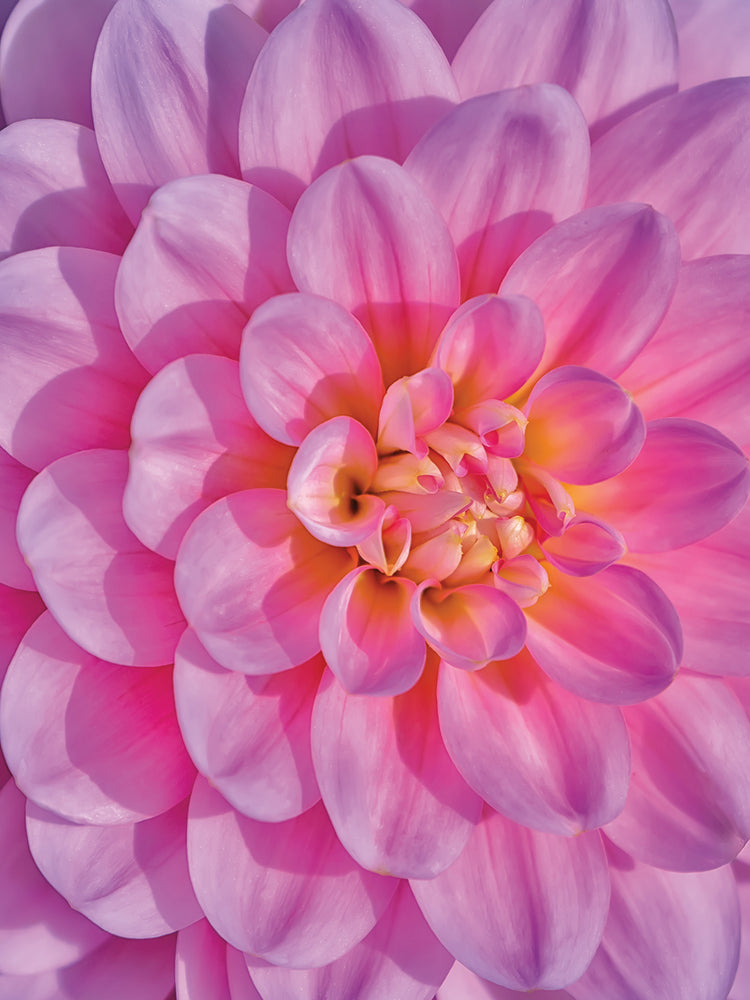 Pink Dahlia Flower