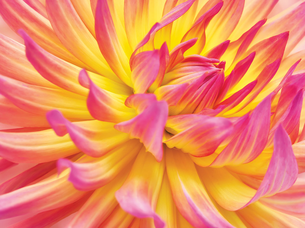 Pink Edged Cactus Dahlia