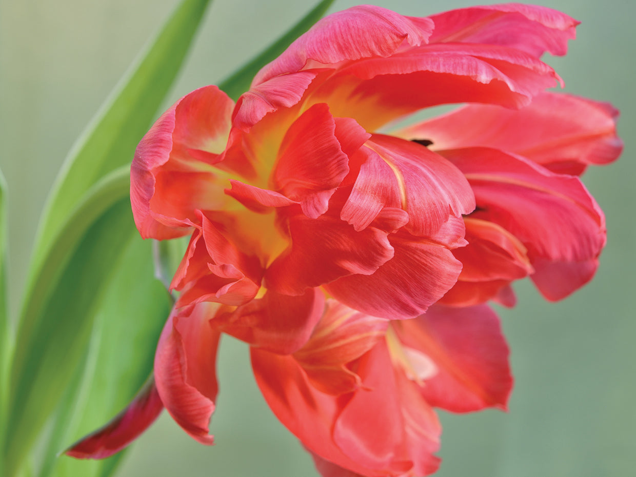 Red Parrot Tulip