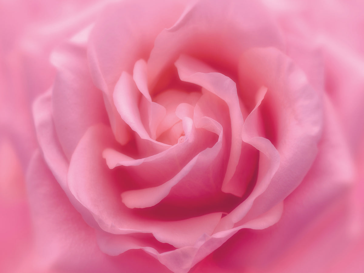 Rose Pink Rose