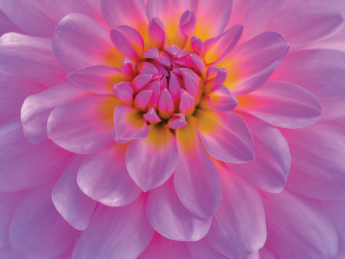 Violet-Pink Dahlia Flower